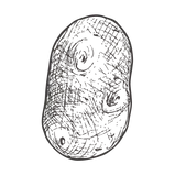 potato