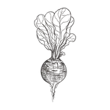 Beet root